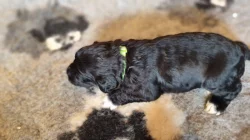 Portugalský vodní pes -štěňátka