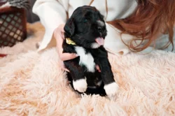 Portugalský vodní pes -štěňátka