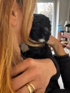 Portugalský vodní pes -štěňátka