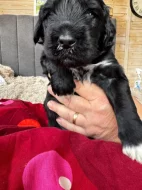 Portugalský vodní pes -štěňátka