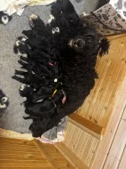 Portugalský vodní pes -štěňátka