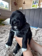 Portugalský vodní pes -štěňátka