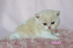 Britská koťátka s PP