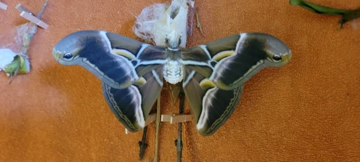 Samia cynthia ricini - housenky