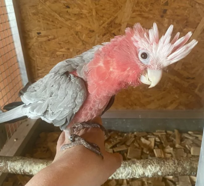 Kakadu růžový samička ručně dokrmená