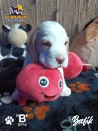 Beagle pejsek s PP