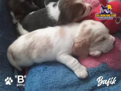 Beagle pejsek s PP