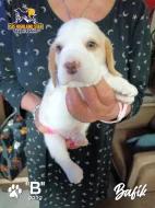Beagle pejsek s PP
