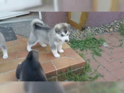 Sibiřský husky
