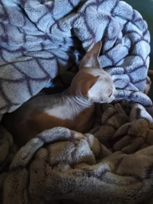 Sphynx