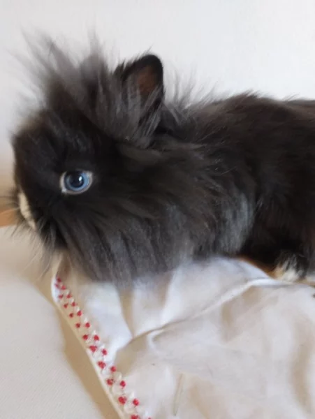 Prodám zakrslého Teddy králíčka