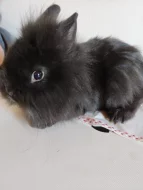 Prodám zakrslého Teddy králíčka