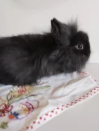 Prodám zakrslého Teddy králíčka