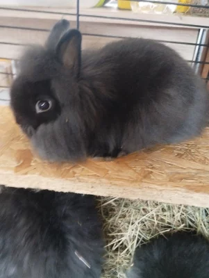 Prodám zakrslého Teddy králíčka samečka