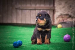 Štěňátka rotvajlera, RTW