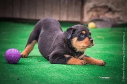 Štěňátka rotvajlera, RTW