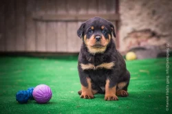 Štěňátka rotvajlera, RTW