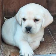 Nabídka štěněte labradorského retrievera