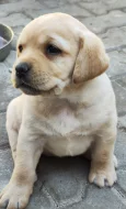 Nabídka štěněte labradorského retrievera