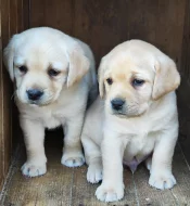 Nabídka štěněte labradorského retrievera