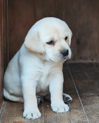 Nabídka štěněte labradorského retrievera