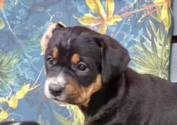 Nabízíme dvě fenky - křížence