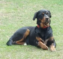 Nabízíme dvě fenky - křížence