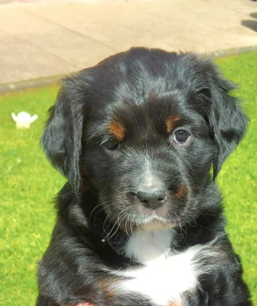 Nabízíme dvě fenky - křížence