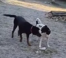 Nabízíme dvě fenky - křížence