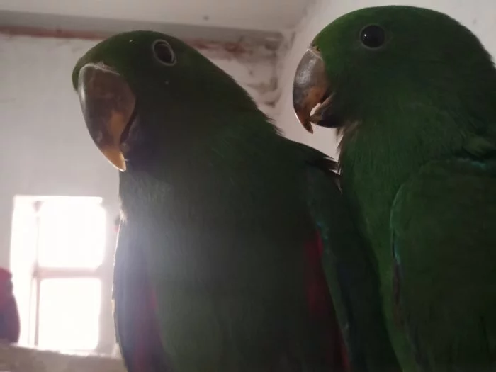 PRODÁM EKLEKTY ŠALAMOUCKÉ DVA SAMEČKY TEL.604853346