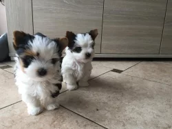 Štěňata biewer jorkšírského teriéra