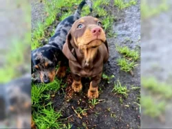 Štěňata jezevčíka na prodej