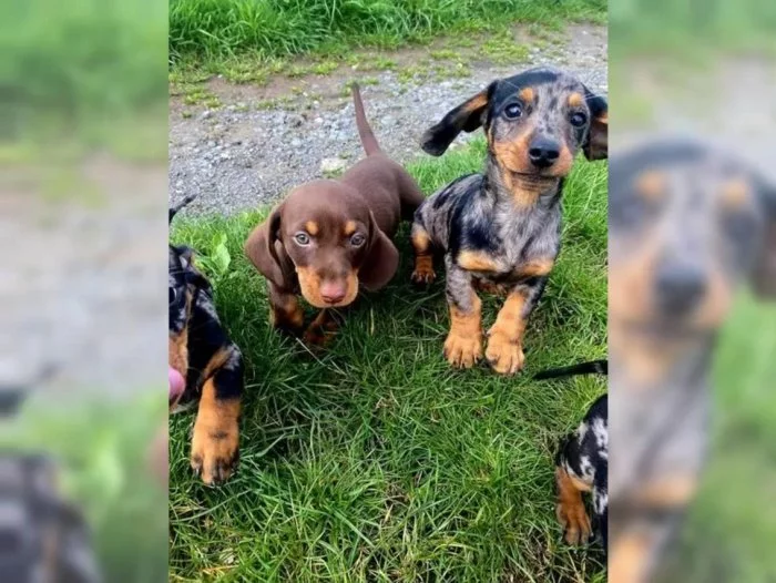 Štěňata jezevčíka na prodej