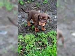 Štěňata jezevčíka na prodej