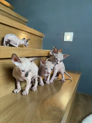 Kanadský sphynx - kocourci