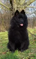 Velký černý špic prodám štěňata s PP