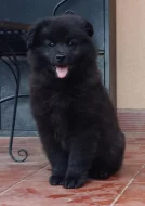 Velký černý špic prodám štěňata s PP