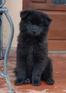 Velký černý špic prodám štěňata s PP