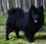 Velký černý špic prodám štěňata s PP