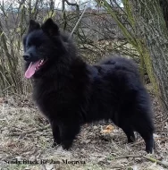 Velký černý špic prodám štěňata s PP