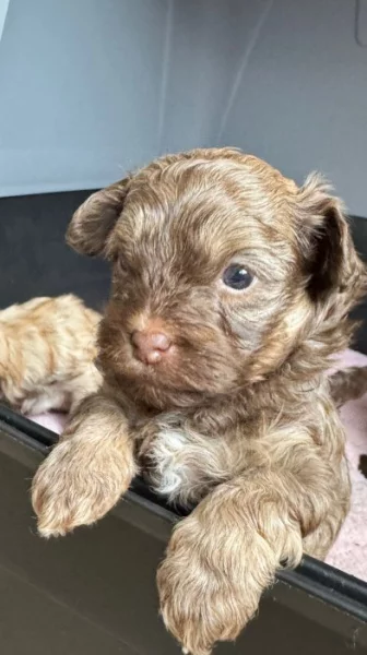 Ruská barevná bolonka s PP