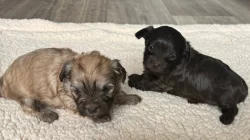 Ruská barevná bolonka s PP