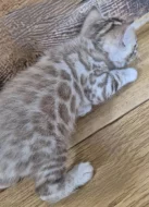 Bengálska kočka s PP