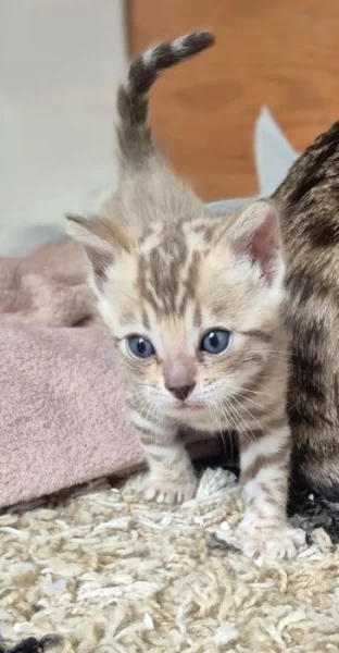 Bengálska kočka s PP