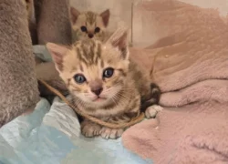 Bengálska kočka s PP