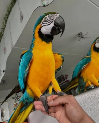 Prodej samců a samic papoušků arů.