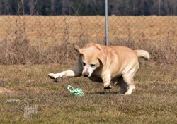 Darujeme opuštěného labradora