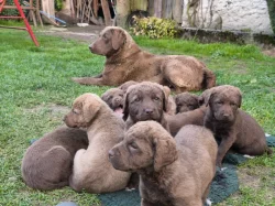 Chesapeake bay retrívr