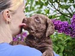 Chesapeake bay retrívr