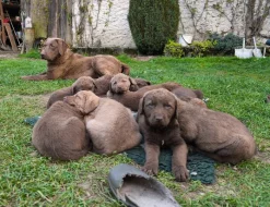 Chesapeake bay retrívr